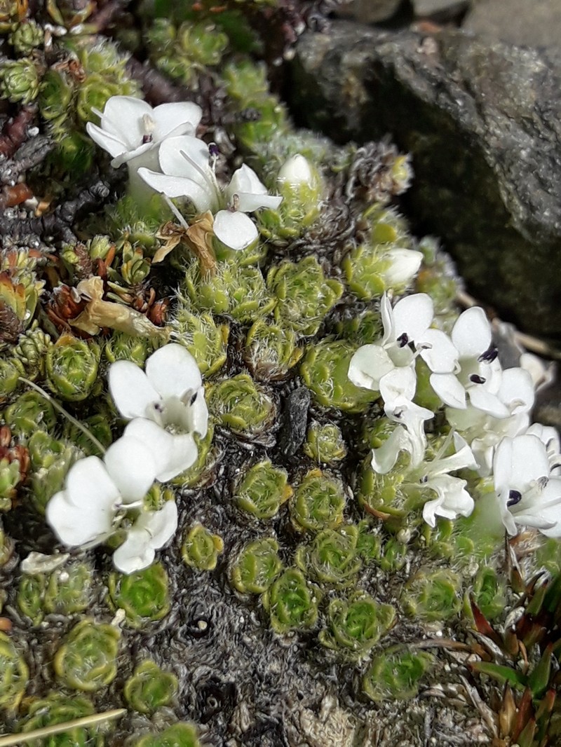 Veronica pulvinaris photo 2