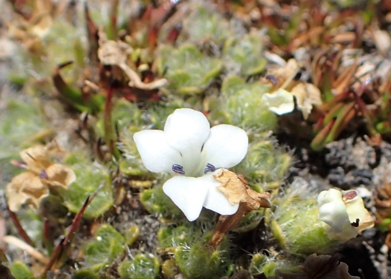 Veronica pulvinaris photo 4