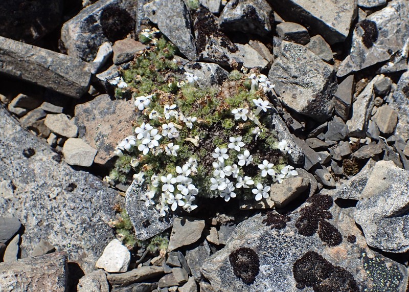 Veronica pulvinaris photo 5