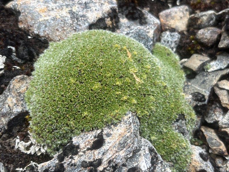 Veronica pulvinaris photo 6