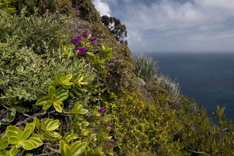 Veronica punicea