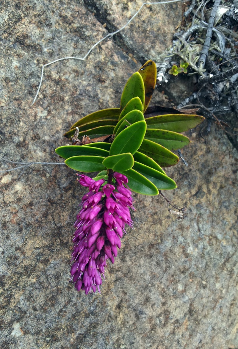 Veronica punicea photo 2