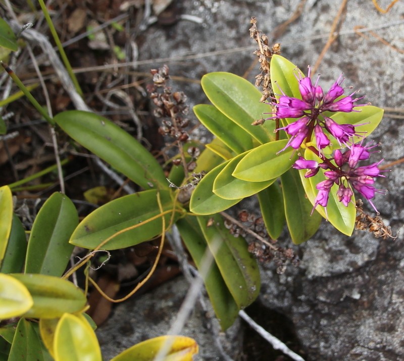 Veronica punicea photo 3