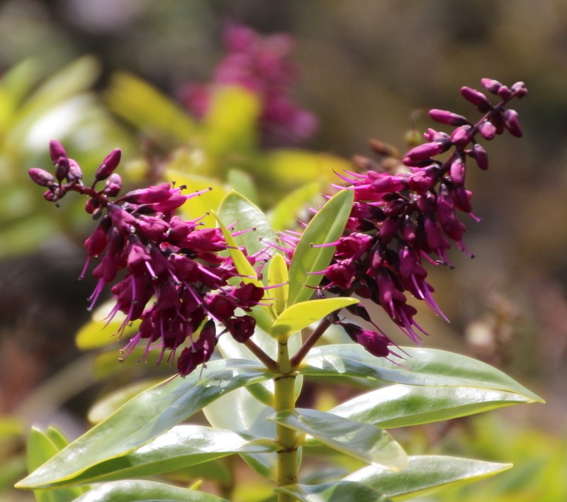 Veronica punicea photo 4