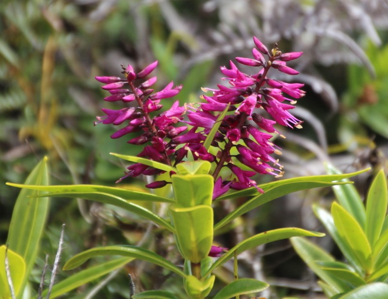 Veronica punicea photo 5