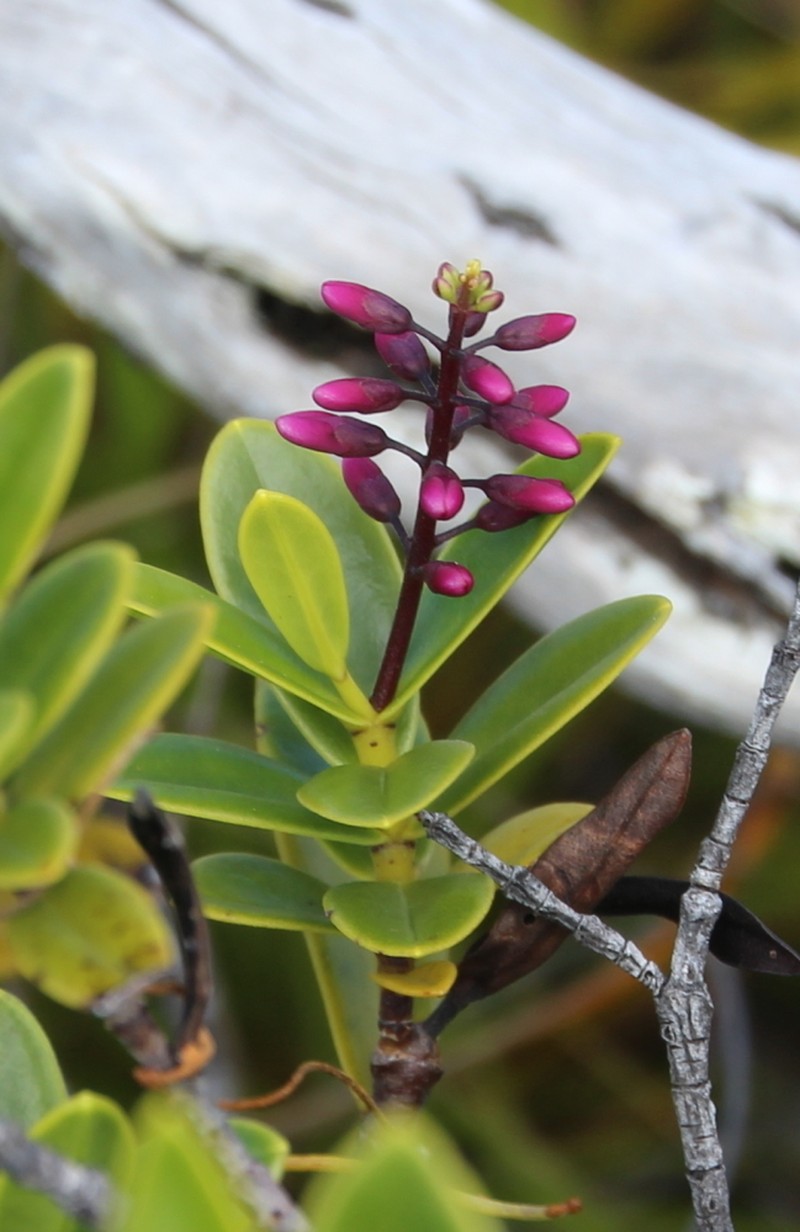 Veronica punicea photo 7