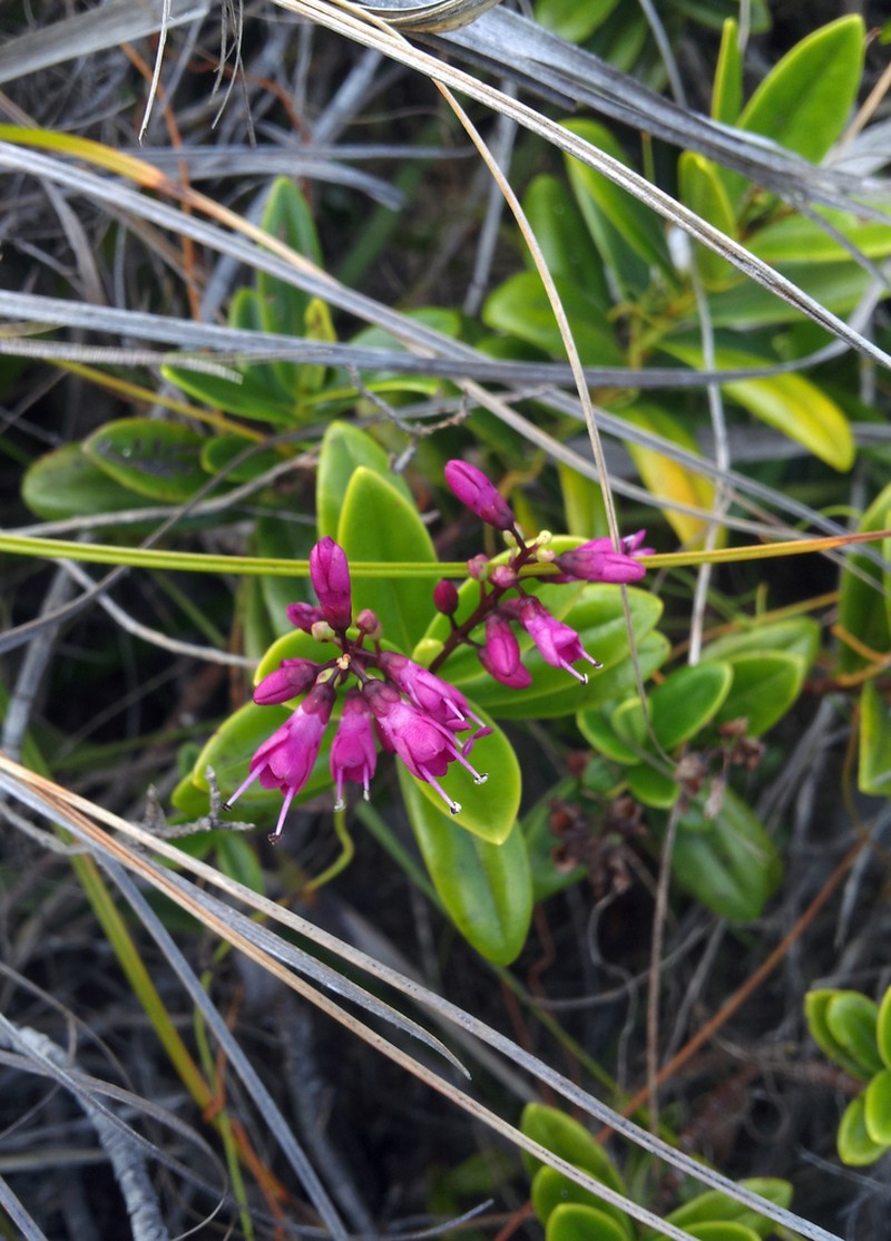 Veronica punicea photo 8