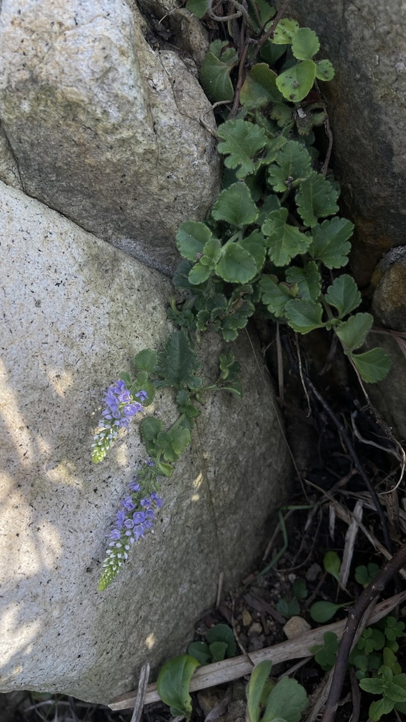 Veronica pusanensis