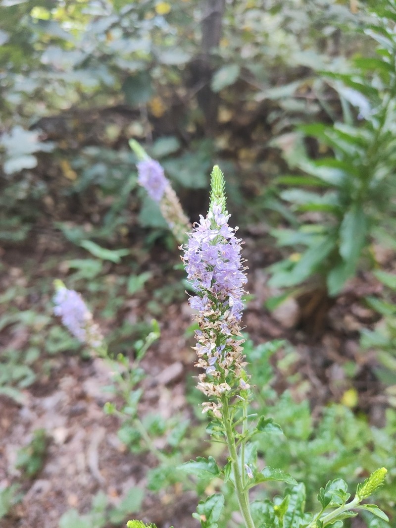 Veronica pusanensis photo 2