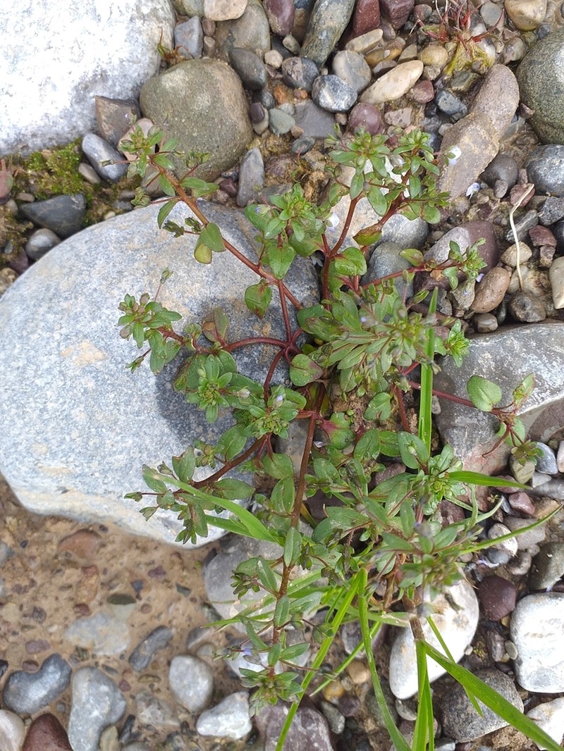 Veronica pusilla