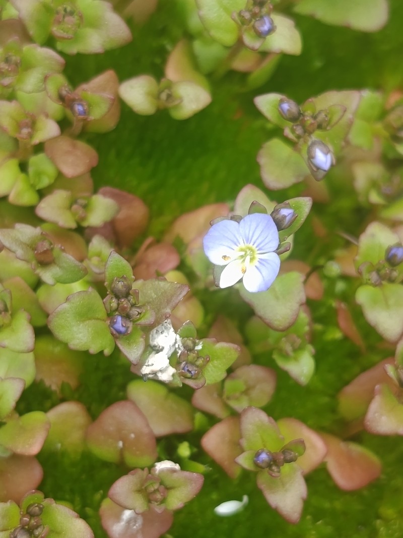 Veronica pusilla photo 2