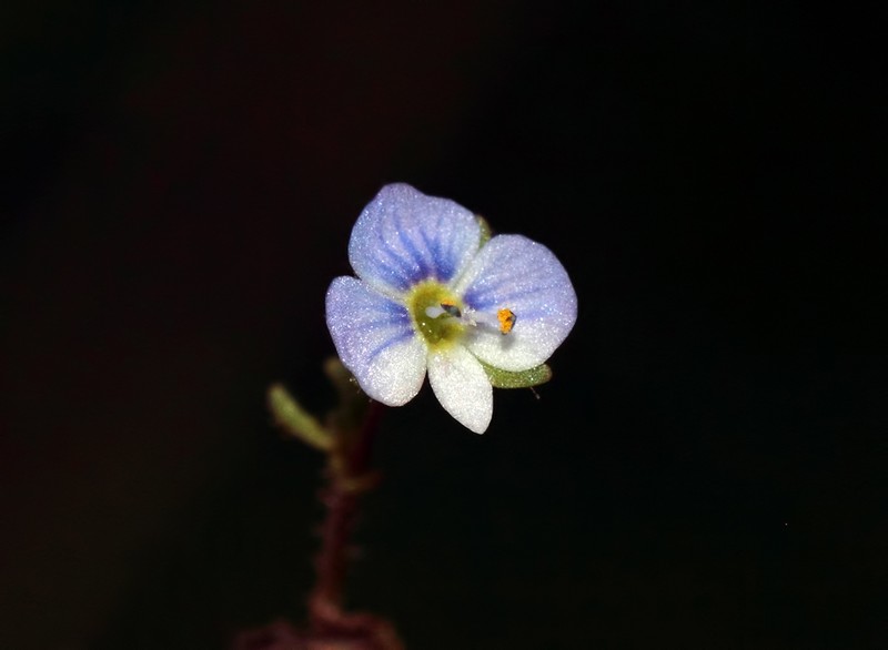 Veronica pusilla photo 3
