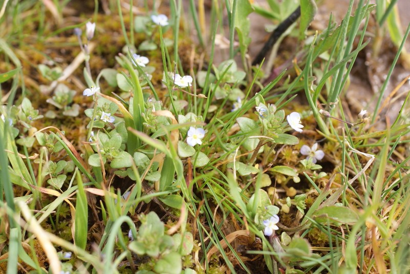 Veronica pusilla photo 4
