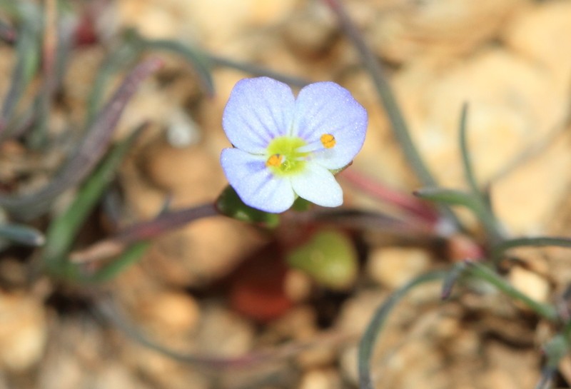 Veronica pusilla photo 6