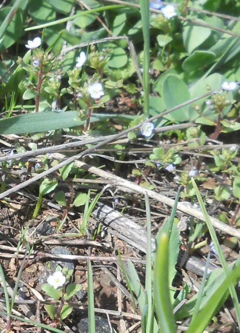 Veronica pusilla photo 7