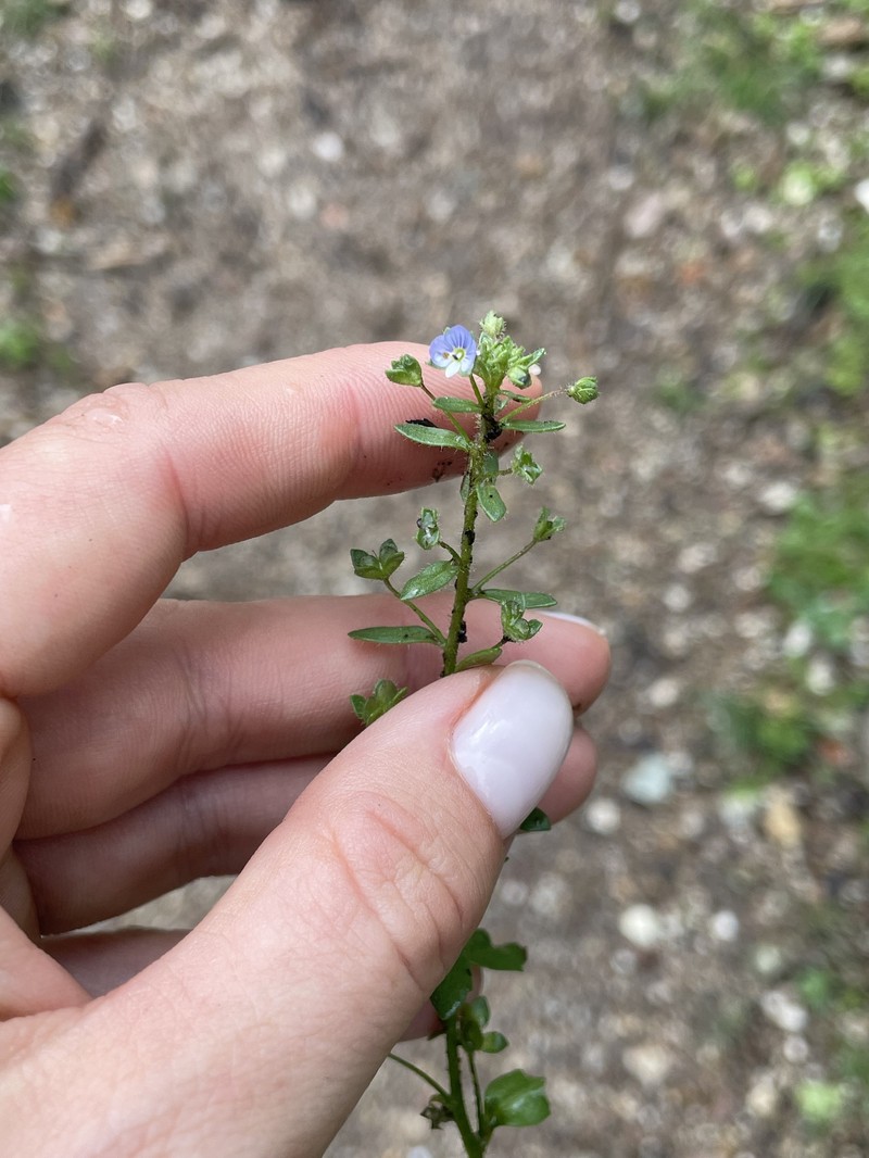 Veronica pusilla photo 8