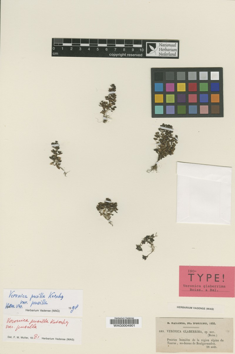 Veronica pusilla var. pusilla