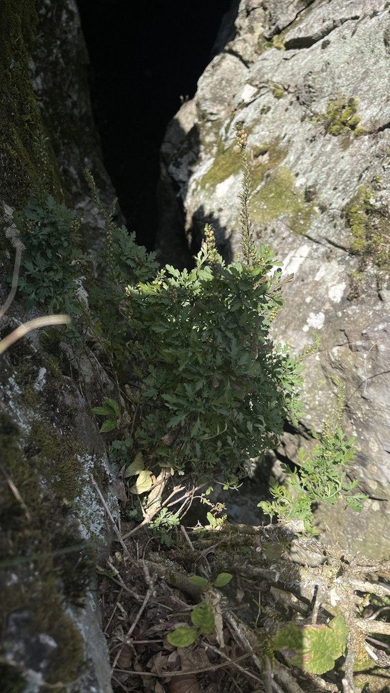Veronica pyrethrina