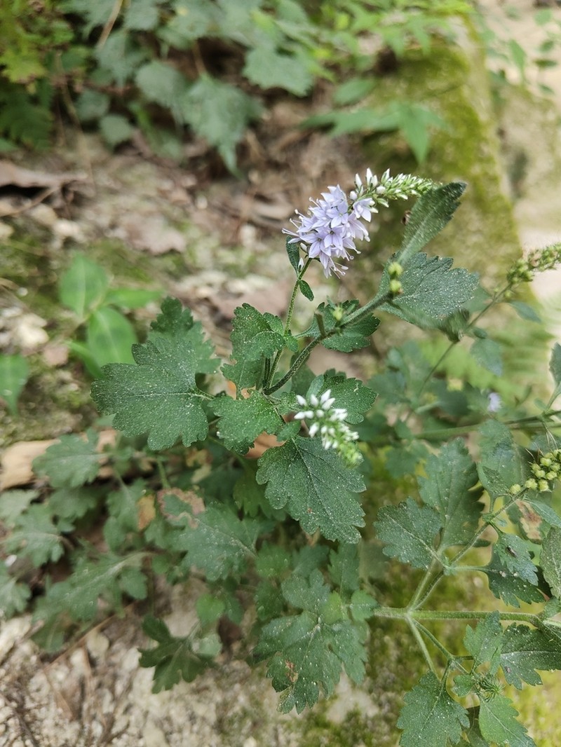 Veronica pyrethrina photo 2