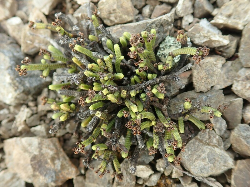 Veronica quadrifaria photo 3
