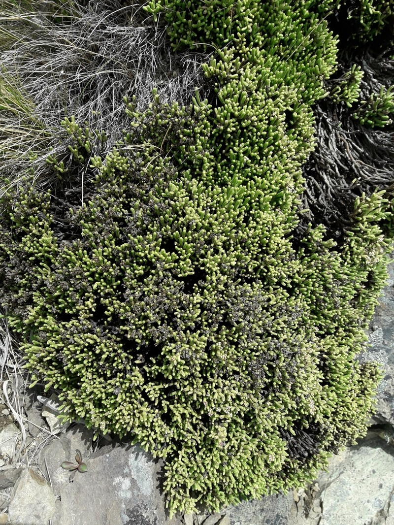 Veronica quadrifaria photo 8
