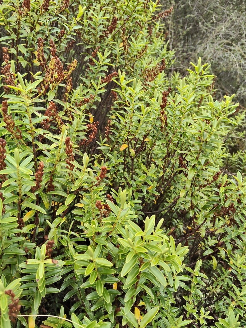 Veronica rakaiensis