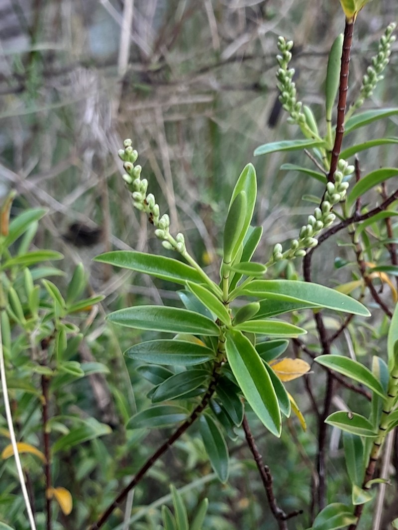 Veronica rakaiensis photo 2