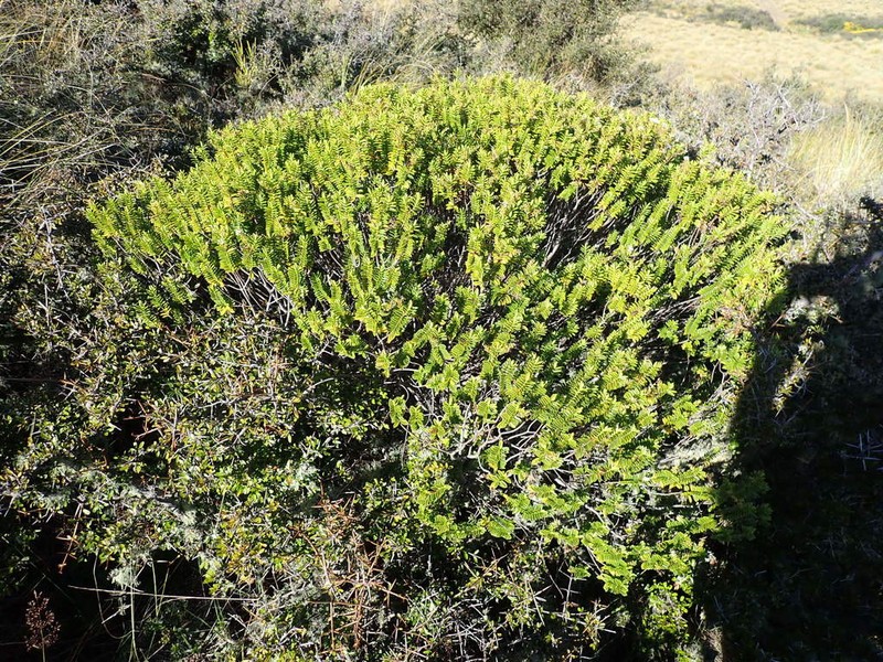 Veronica rakaiensis photo 3