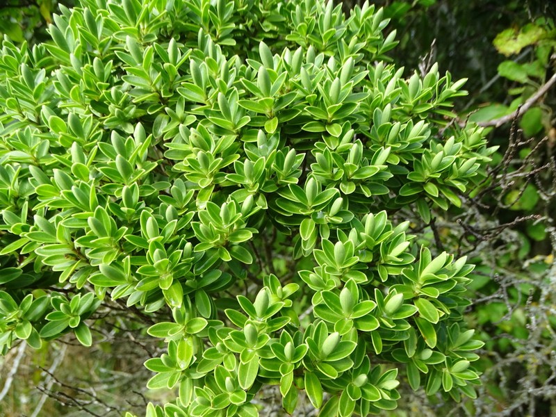 Veronica rakaiensis photo 4