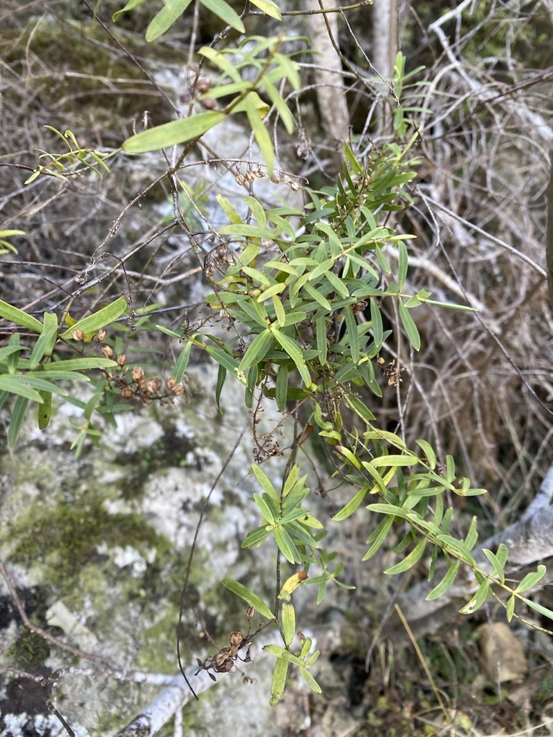 Veronica rakaiensis photo 5