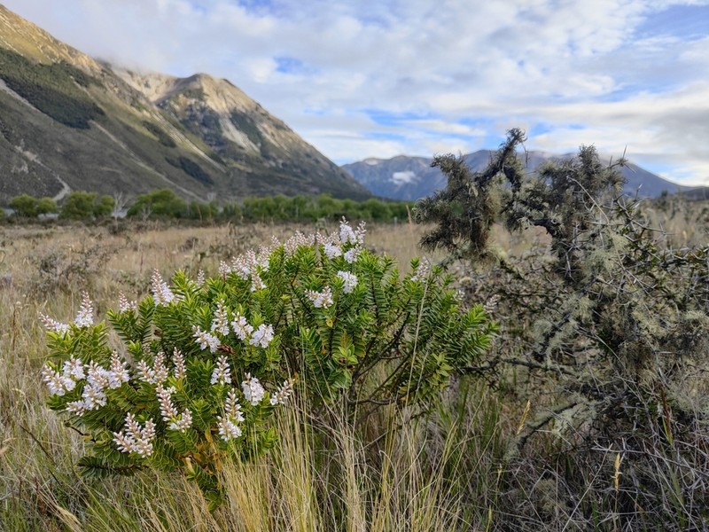 Veronica rakaiensis photo 6