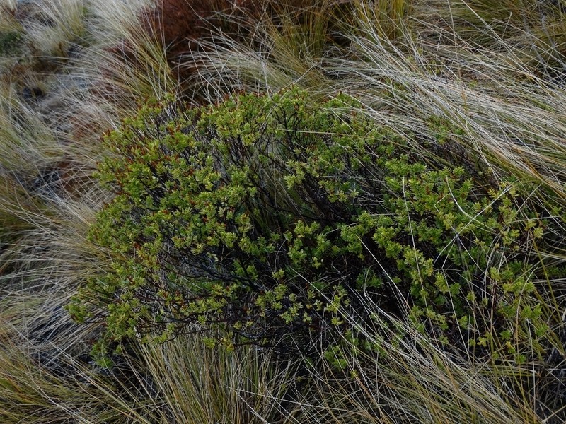 Veronica rakaiensis photo 7