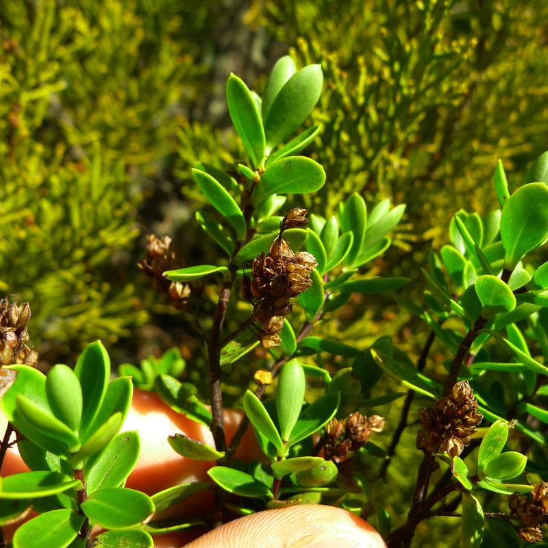 Veronica rakaiensis photo 8