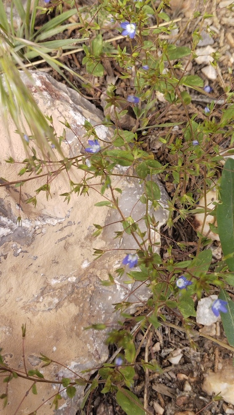 Veronica ramosissima