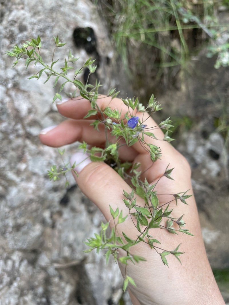 Veronica ramosissima photo 2
