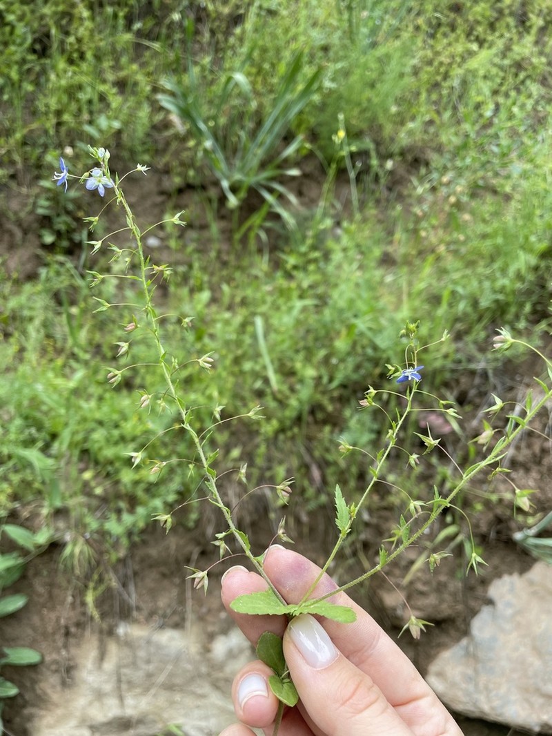 Veronica ramosissima photo 3