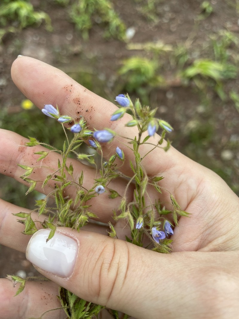 Veronica ramosissima photo 4