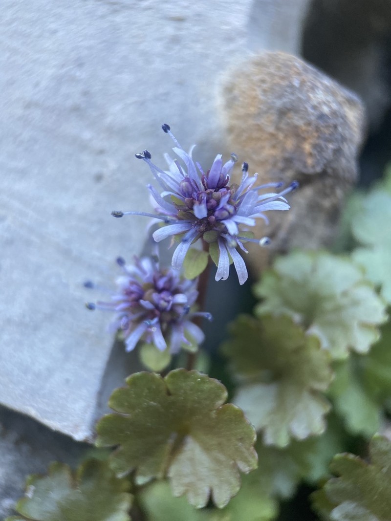 Charleston Mountain Kittentails