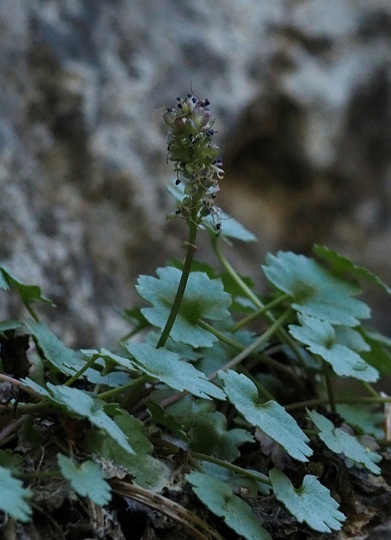 Charleston Mountain Kittentails photo 4
