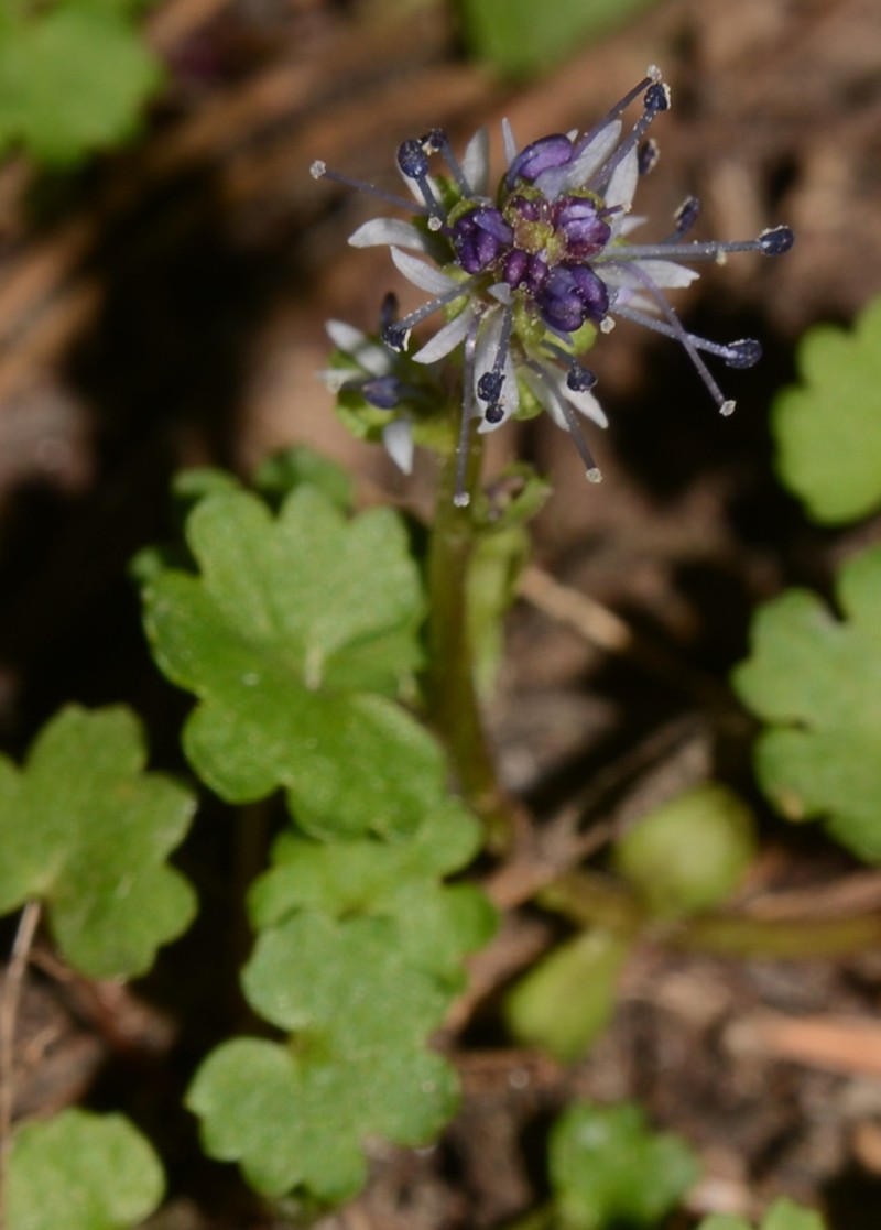 Charleston Mountain Kittentails photo 6