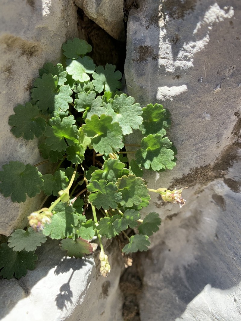 Charleston Mountain Kittentails photo 7