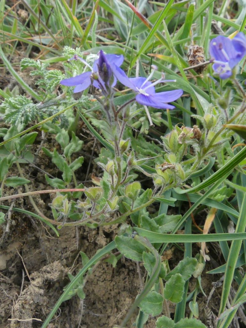 Veronica rechingeri