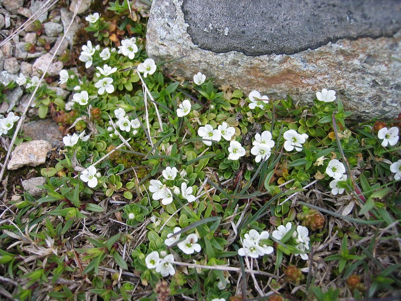 Veronica repens