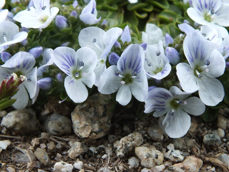 Veronica repens photo 2