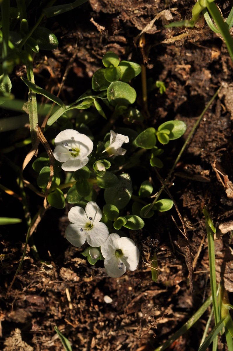 Veronica repens photo 3