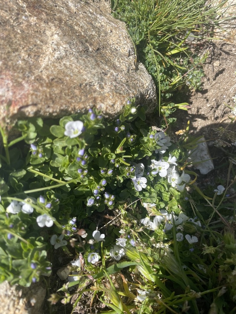 Veronica repens photo 4