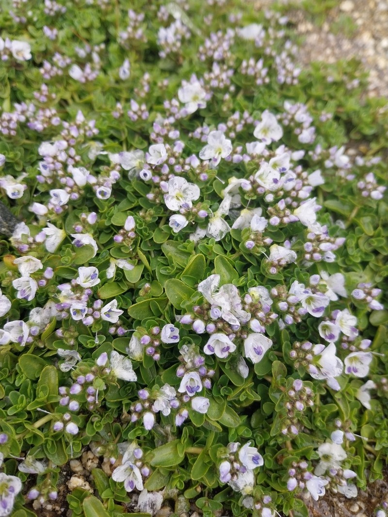 Veronica repens photo 5