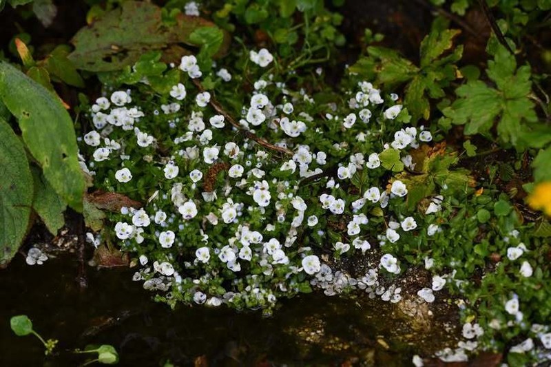 Veronica repens photo 6