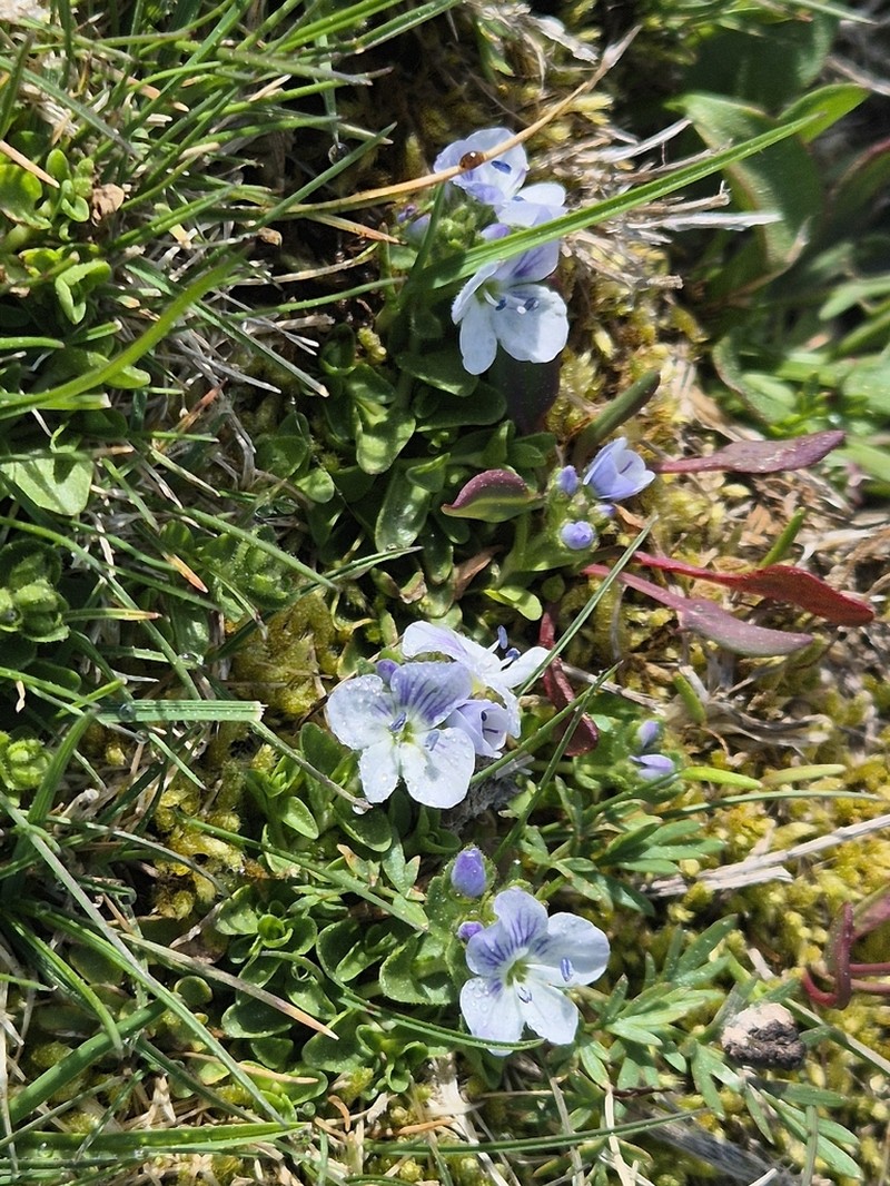 Veronica repens photo 7