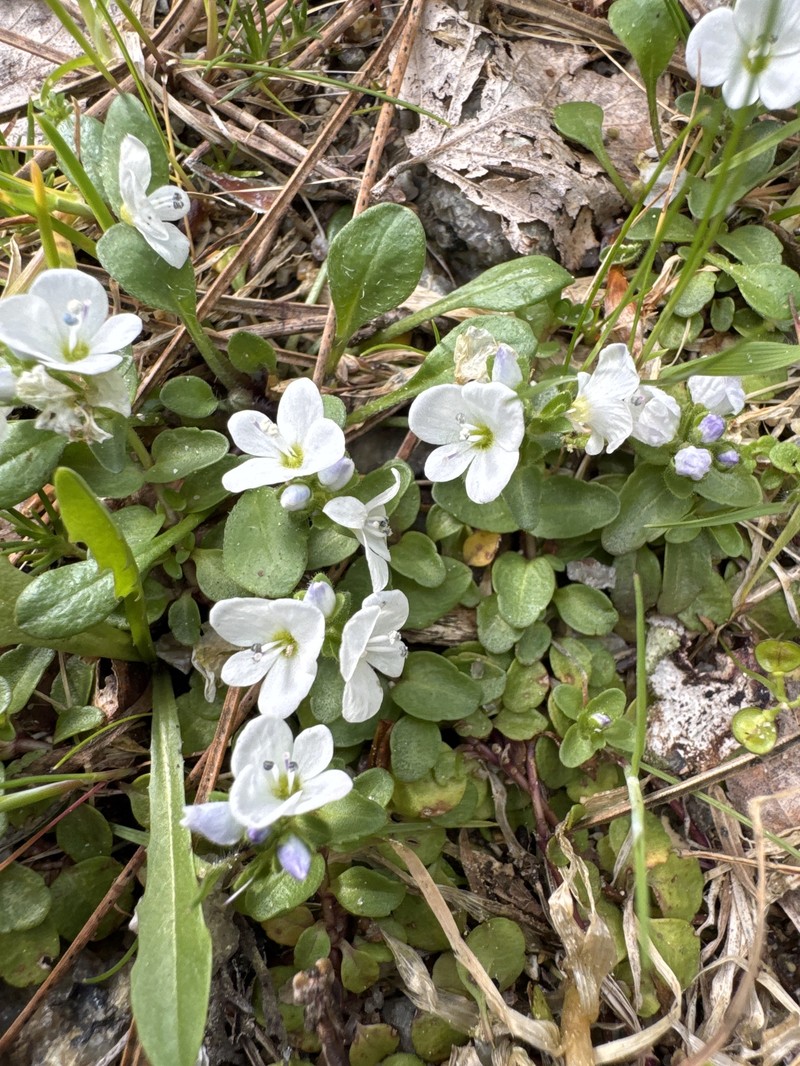 Veronica repens subsp. repens